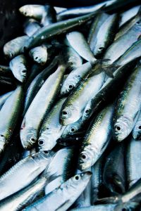 overfishing causing climate change